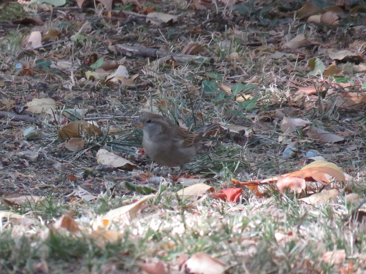 House Sparrow - ML629220242