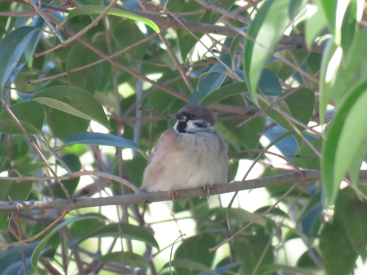 Eurasian Tree Sparrow - ML629220243