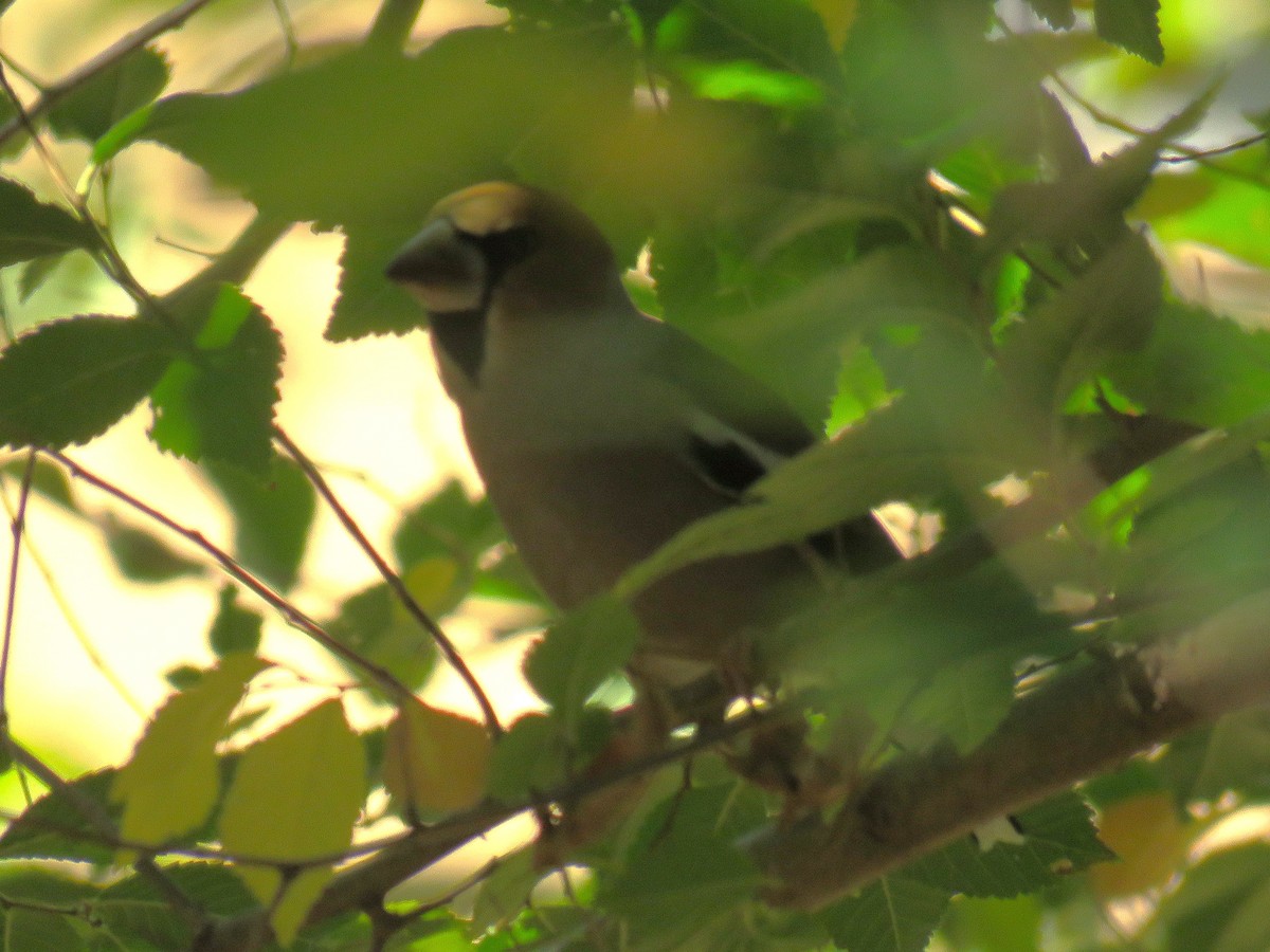 Hawfinch - ML629220245
