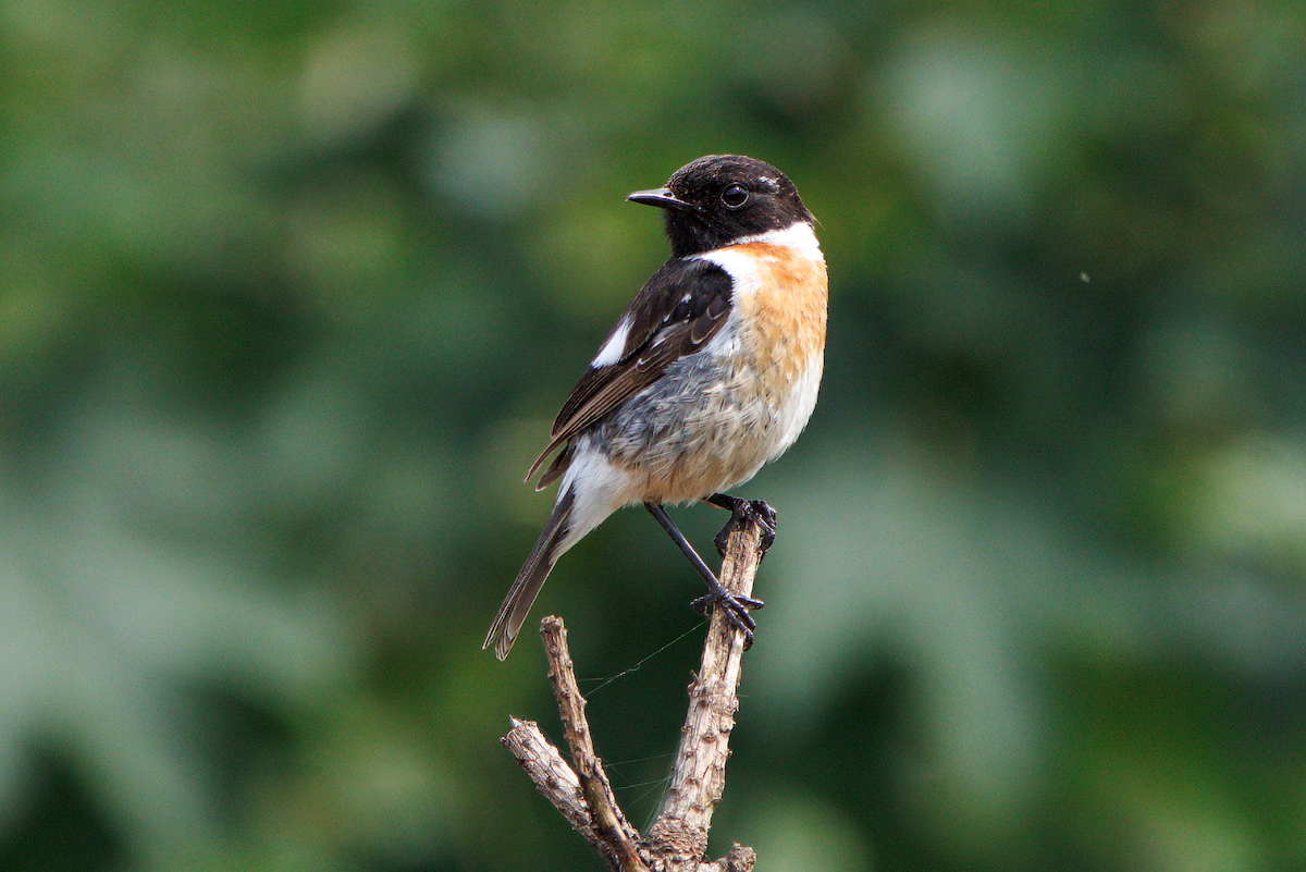 European Stonechat - ML629220309