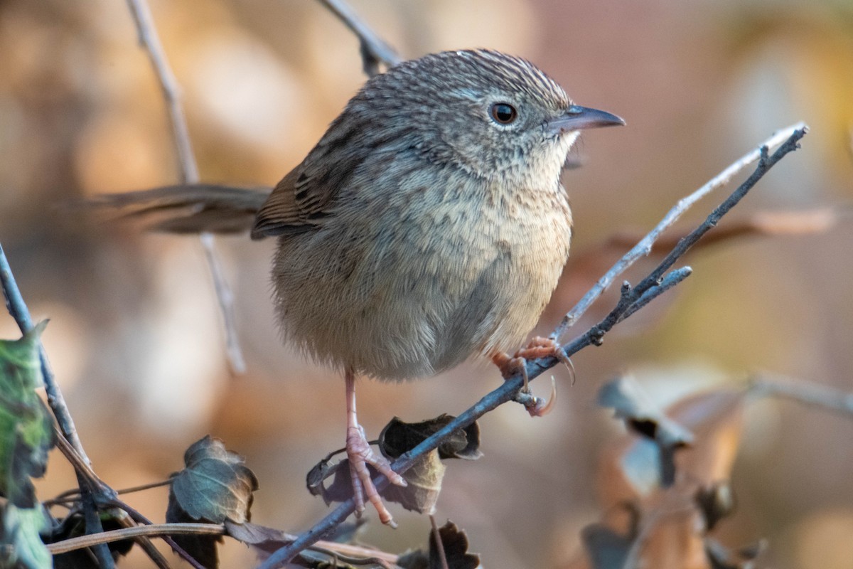 Himalayan Prinia - ML629220346