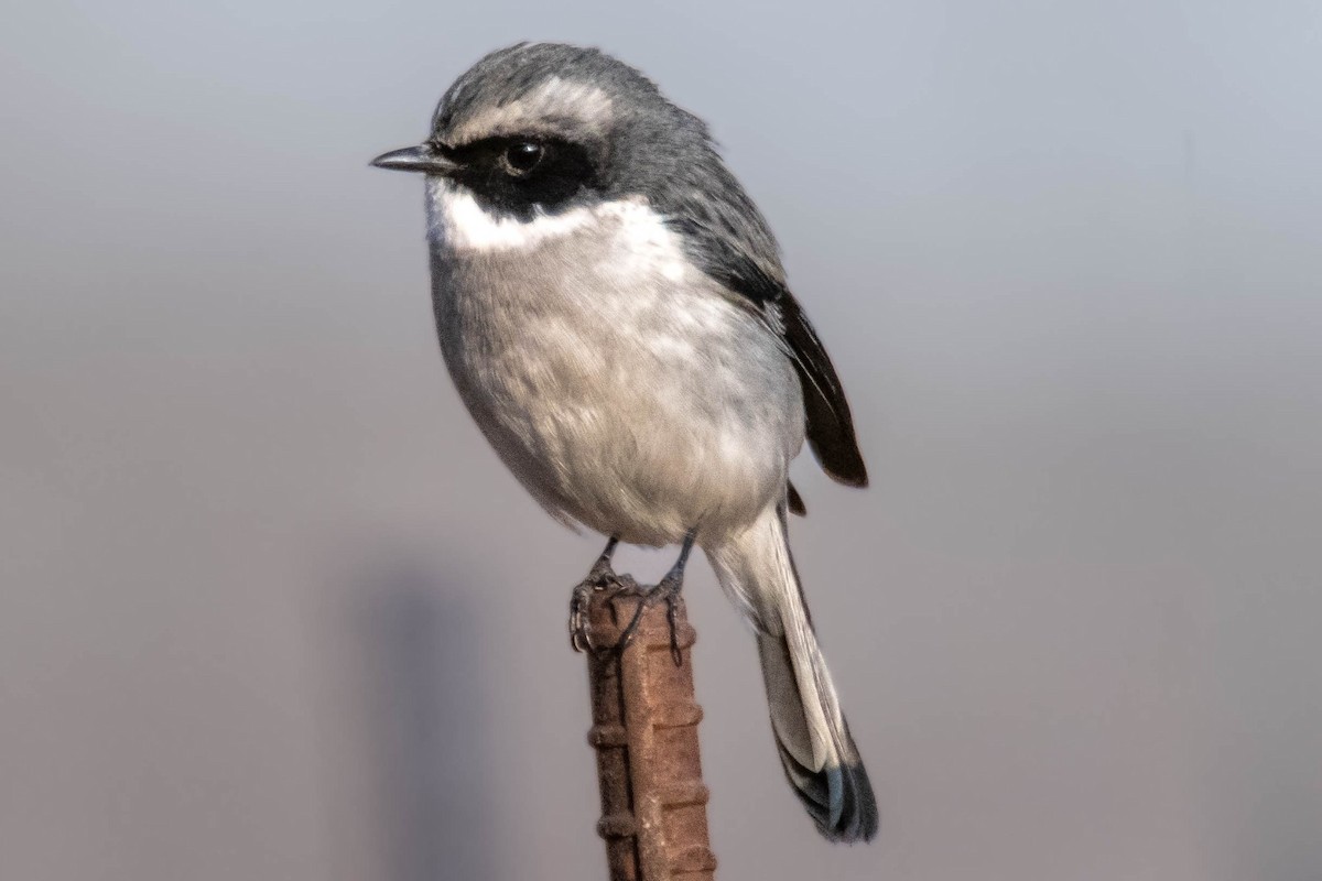Gray Bushchat - ML629220424