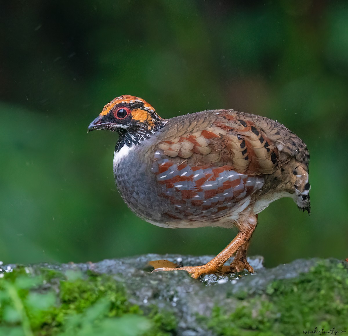 Hill Partridge - ML629220493