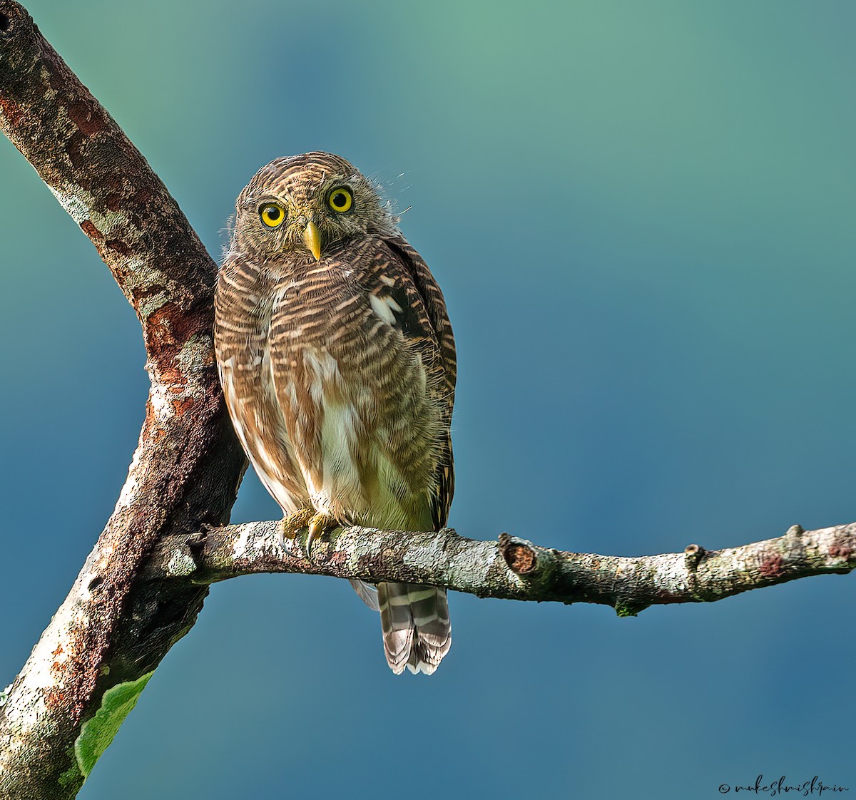 Asian Barred Owlet - ML629220497