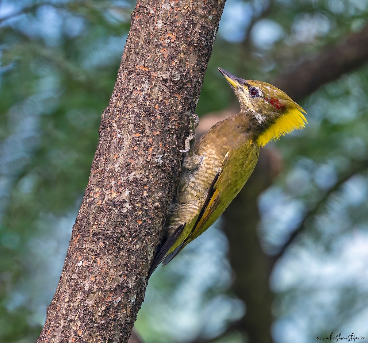 Lesser Yellownape - ML629220516