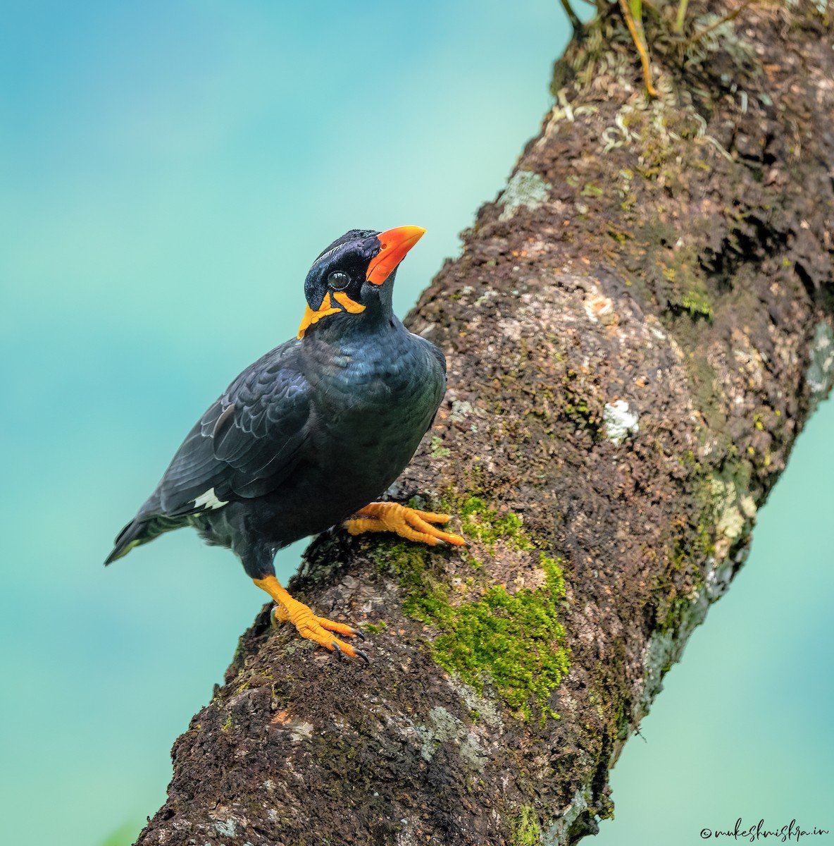 Mainate religieux - ML629220522