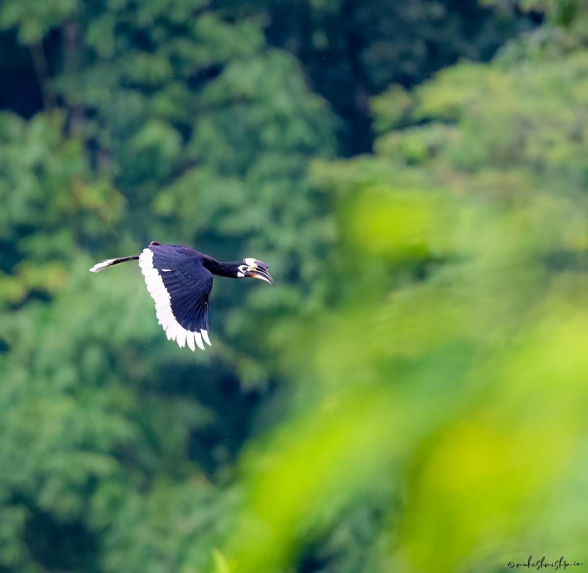 Oriental Pied-Hornbill - ML629220528