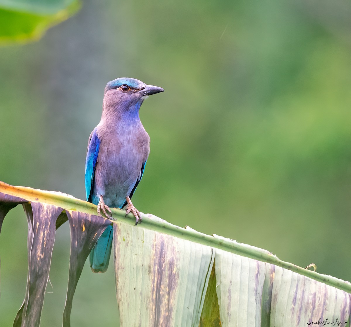 Indochinese Roller - ML629220531