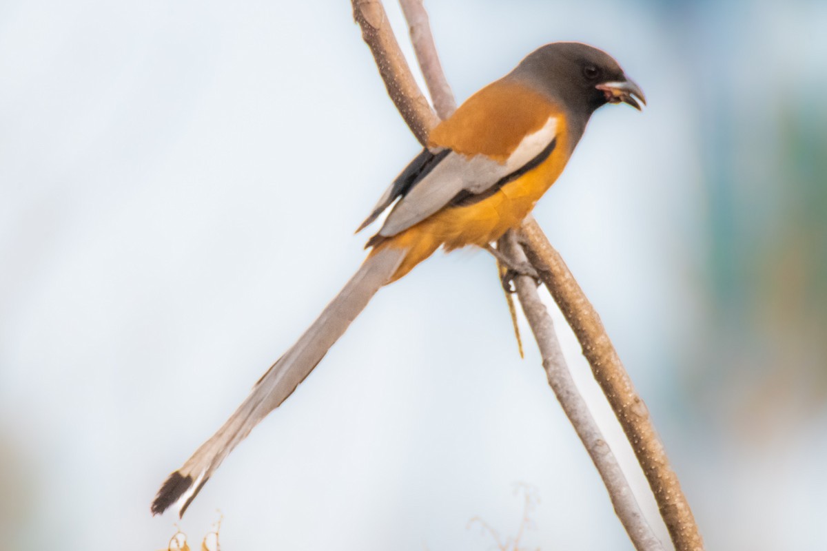 Rufous Treepie - ML629220600
