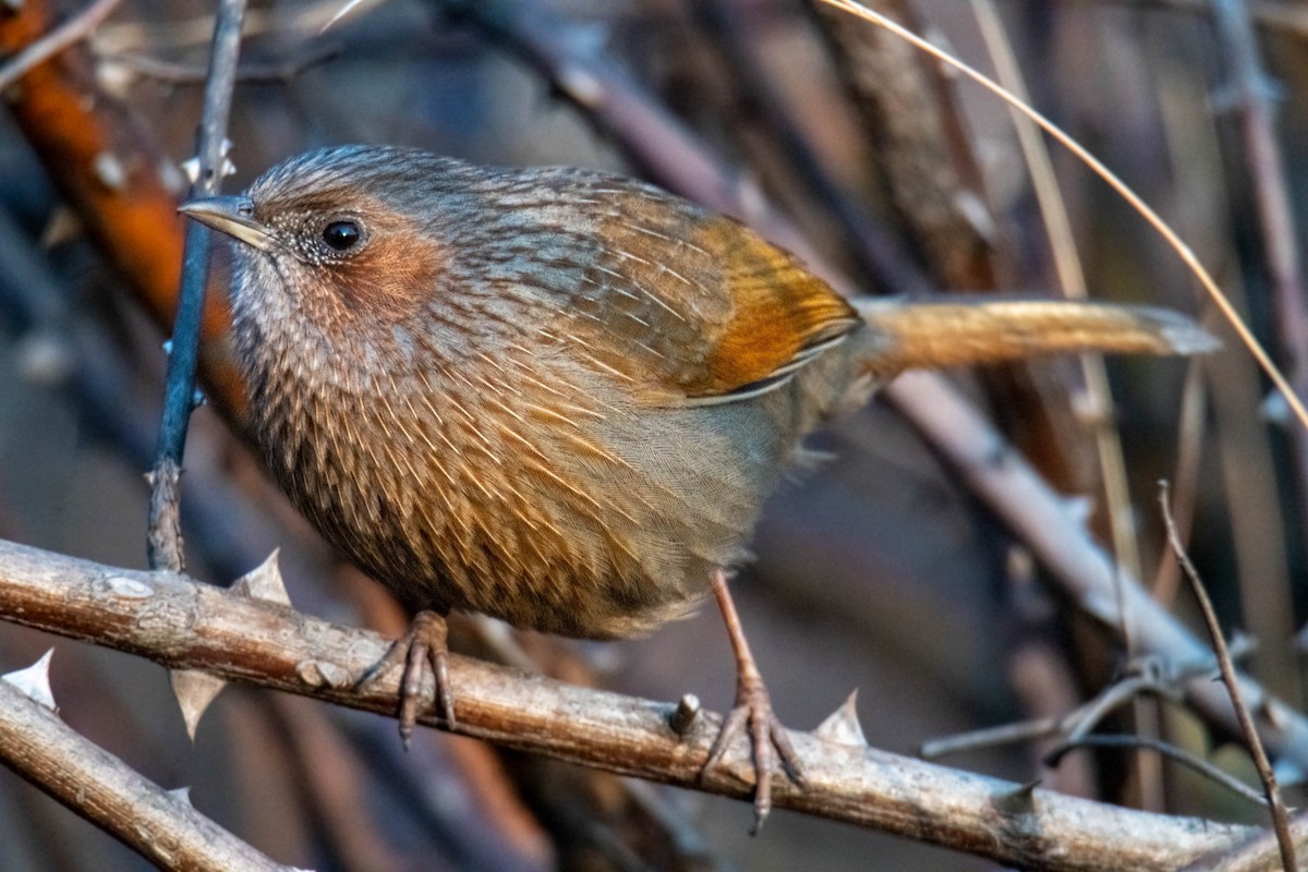 Streaked Laughingthrush - ML629220625
