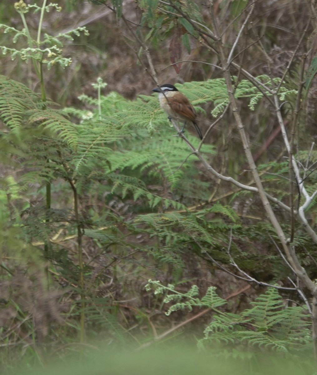 Marsh Tchagra (Anchieta's) - ML629220654