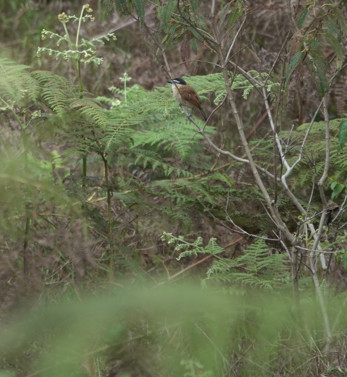 Marsh Tchagra (Anchieta's) - ML629220655