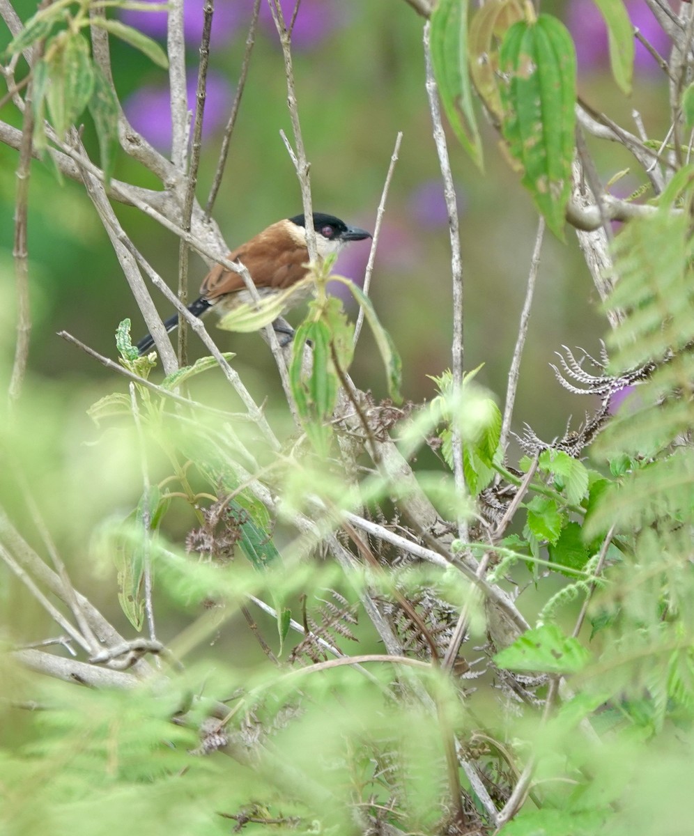 Marsh Tchagra (Anchieta's) - ML629220656