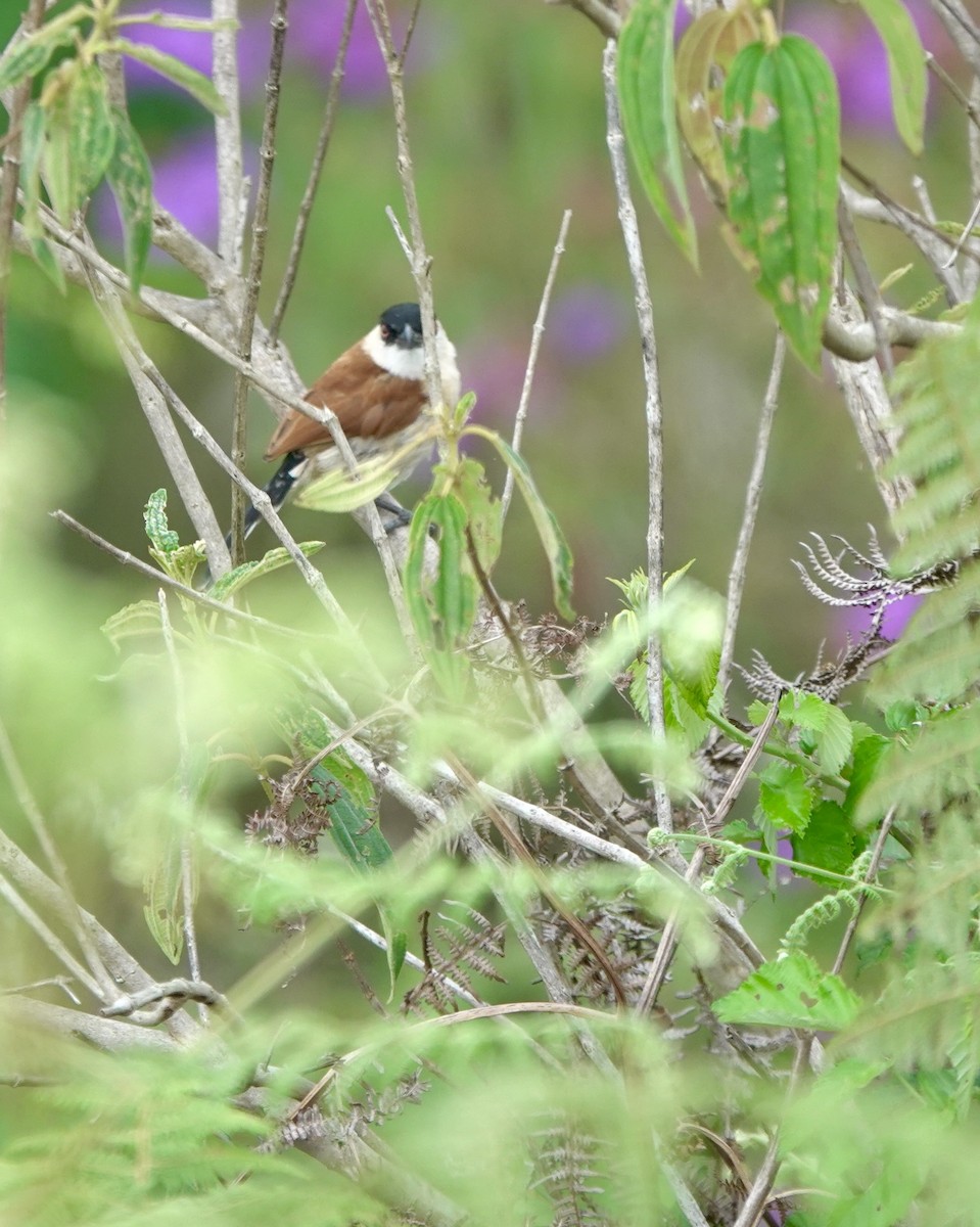 Marsh Tchagra (Anchieta's) - ML629220657