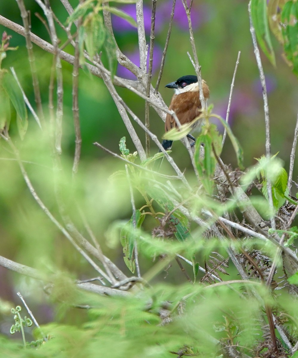 Marsh Tchagra (Anchieta's) - ML629220660