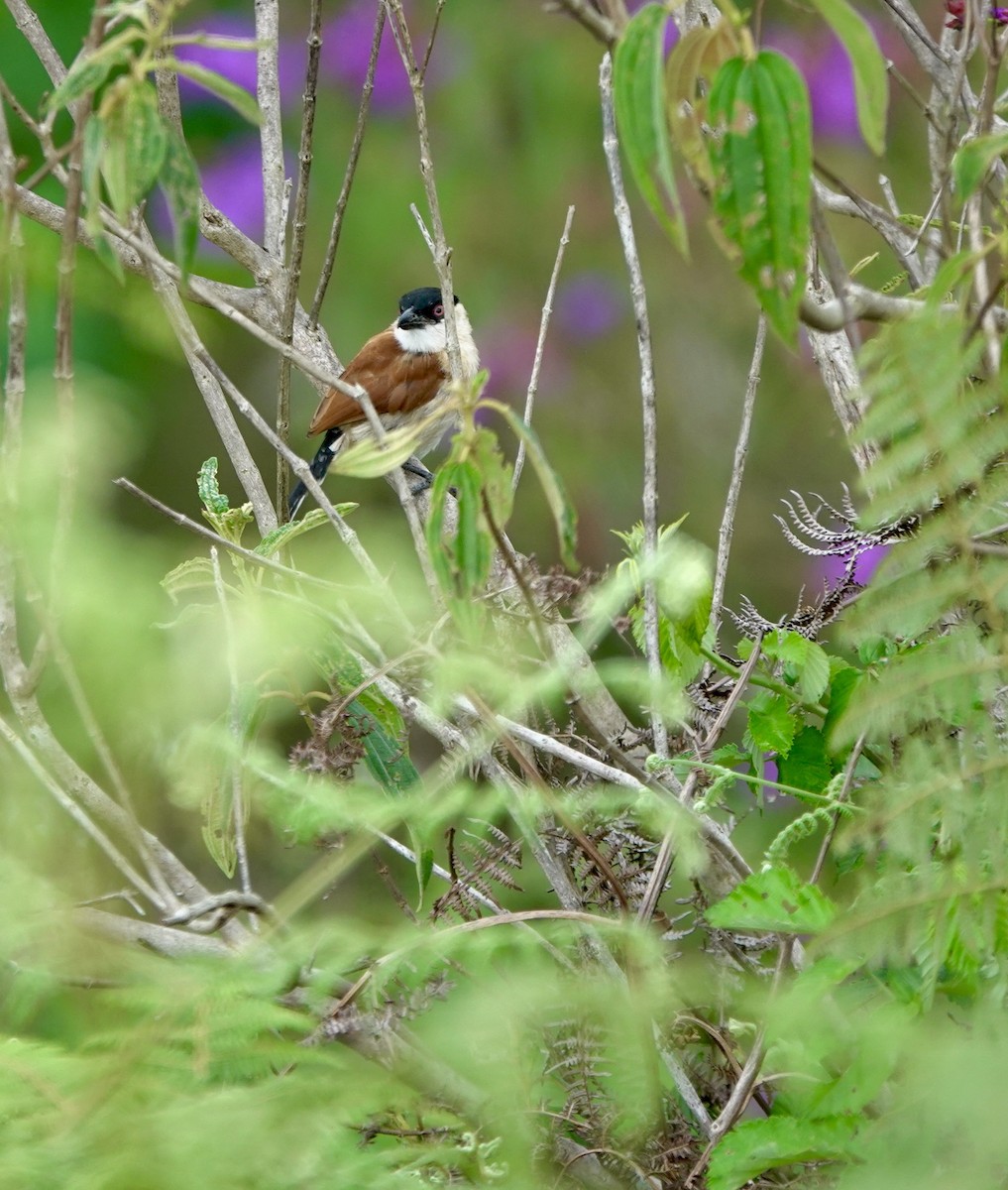 Marsh Tchagra (Anchieta's) - ML629220661