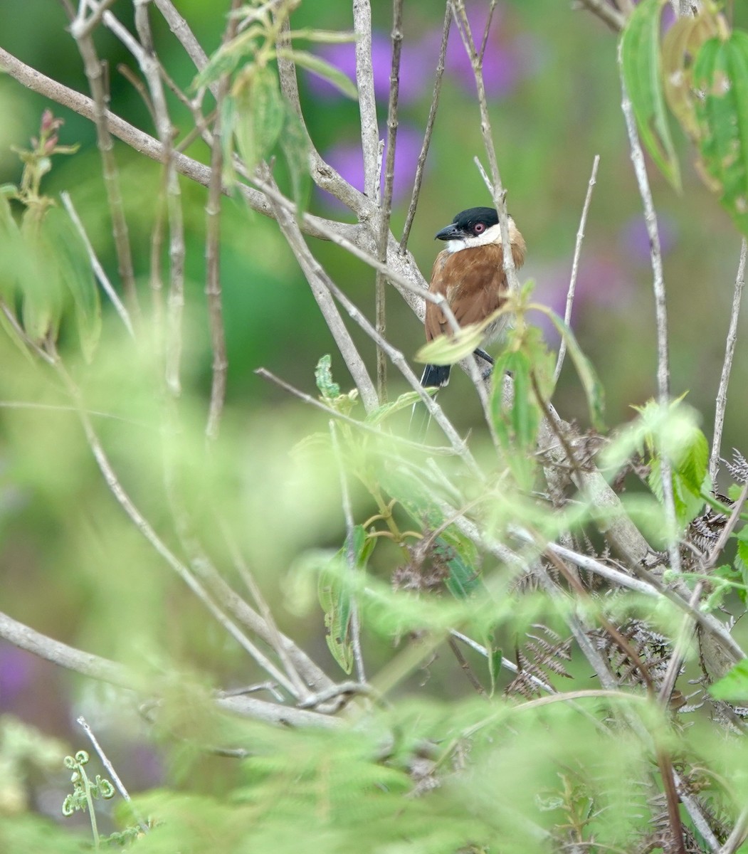 Marsh Tchagra (Anchieta's) - ML629220662