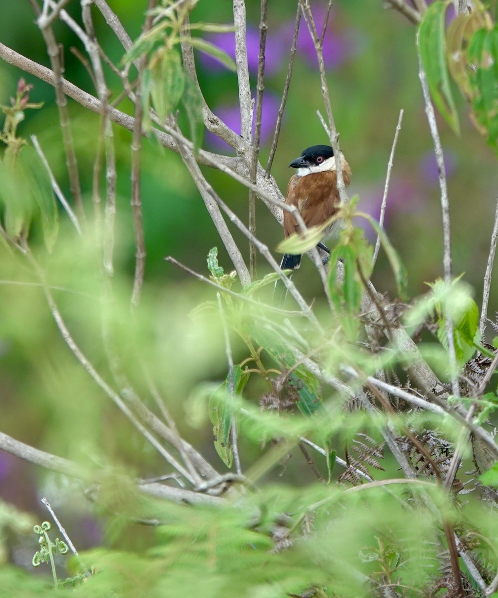 Marsh Tchagra (Anchieta's) - ML629220663