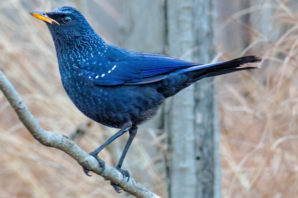 Blue Whistling-Thrush - ML629220781