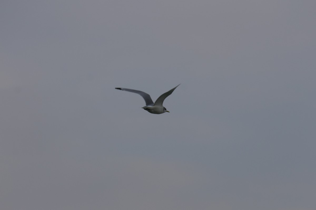 Black-legged Kittiwake - ML629220977
