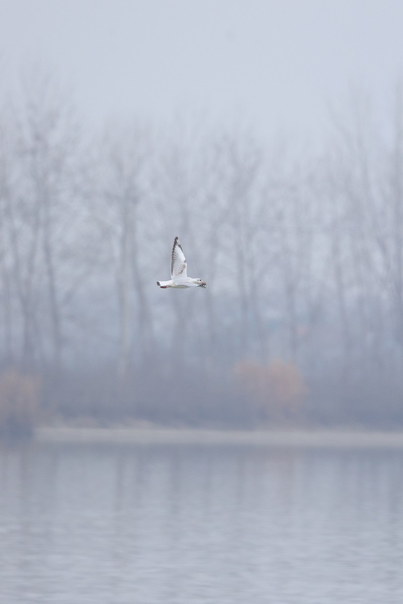 Brown-headed Gull - ML629221010