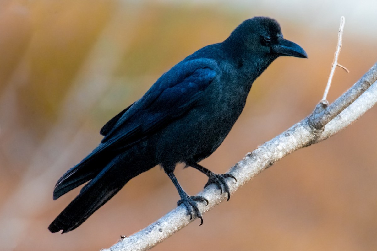 Large-billed Crow - ML629221019