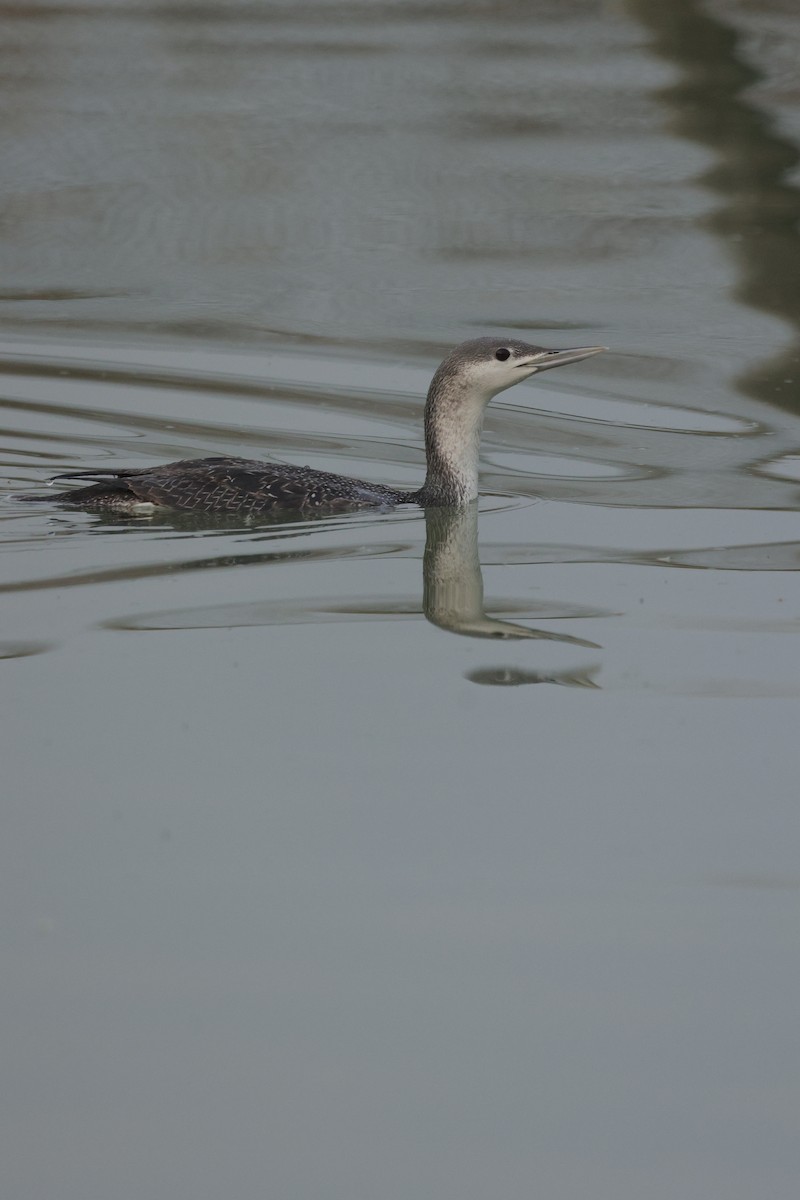 Red-throated Loon - ML629221041
