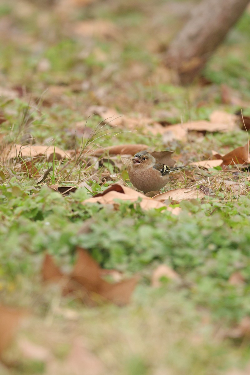 Common Chaffinch - ML629221154