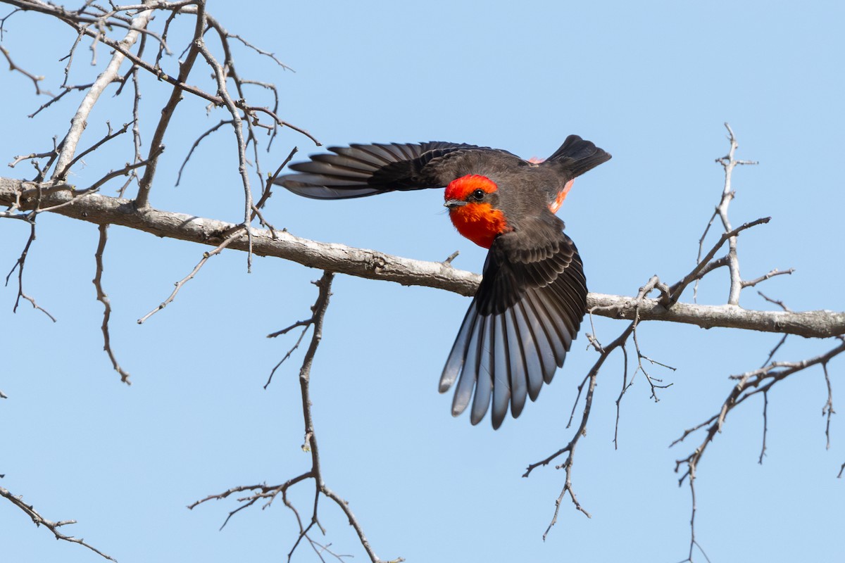 Vermilion Flycatcher - ML629221253