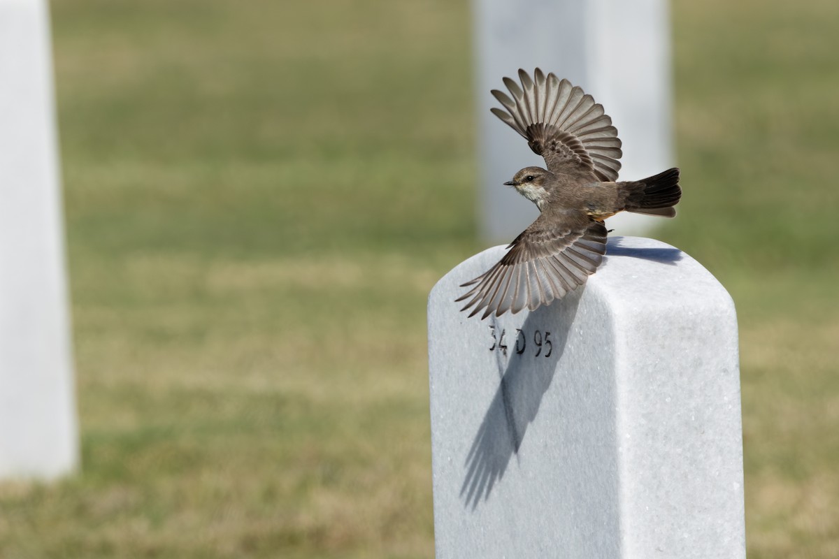 Vermilion Flycatcher - ML629221255