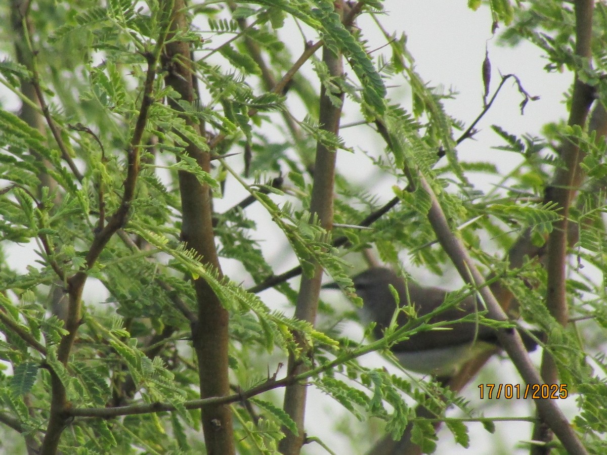 Purple-rumped Sunbird - ML629221427
