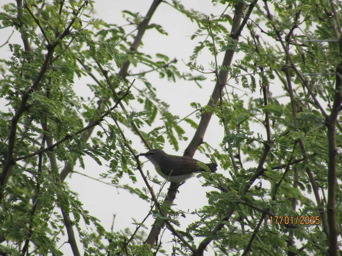 Purple-rumped Sunbird - ML629221428
