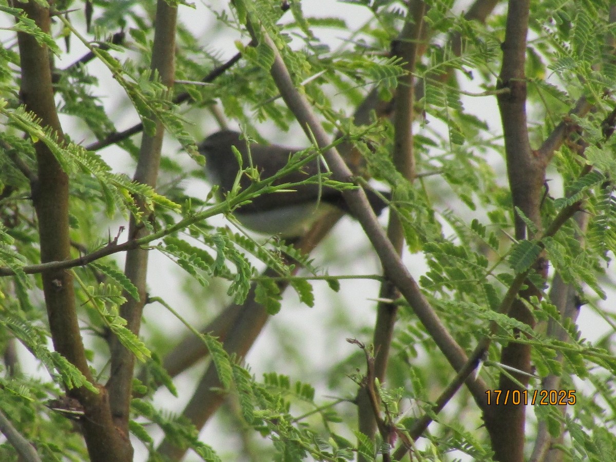 Purple-rumped Sunbird - ML629221429
