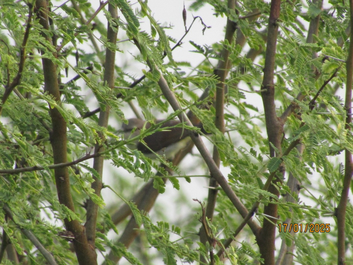 Purple-rumped Sunbird - ML629221430