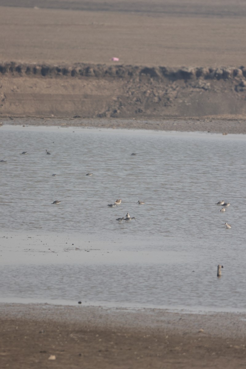 Long-billed Dowitcher - ML629221527