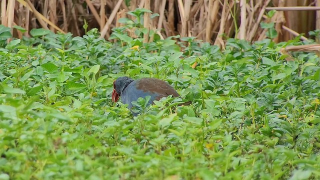 Philippine Swamphen - ML629221541