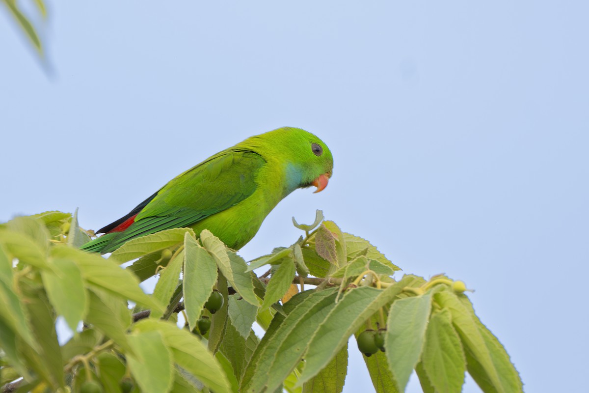 Vernal Hanging-Parrot - ML629221949