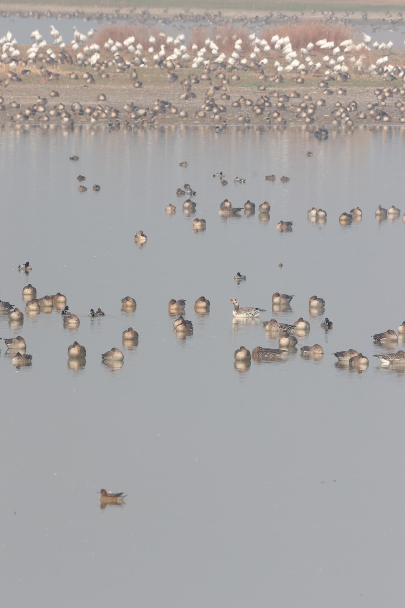 Snow x Greater White-fronted Goose (hybrid) - ML629221974