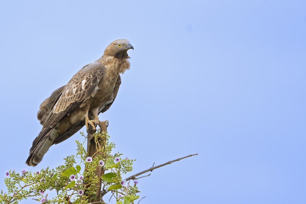 東方蜂鷹 - ML629221988