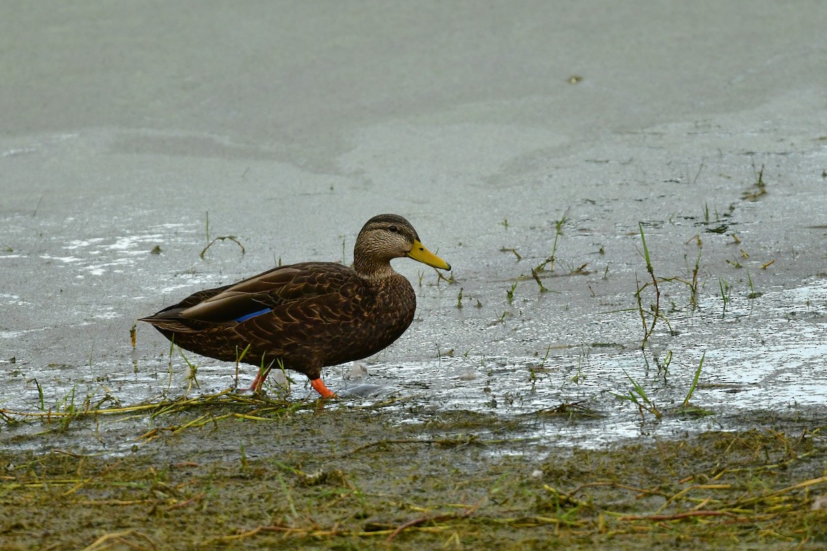 eBird Checklist - 17 Jan 2025 - Fishhawk Ranch Kestrel Ridge - 26 species