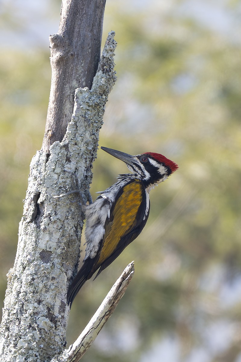 White-naped Woodpecker - ML629222092
