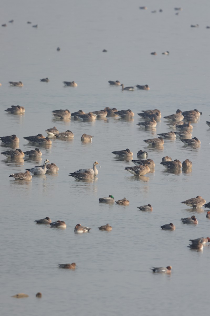Bar-headed Goose - ML629222409