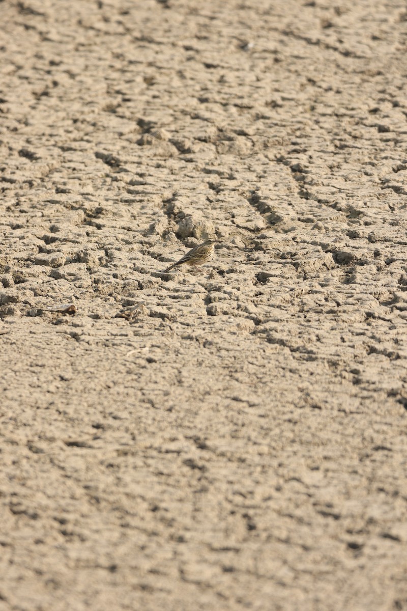 Rosy Pipit - ML629222453