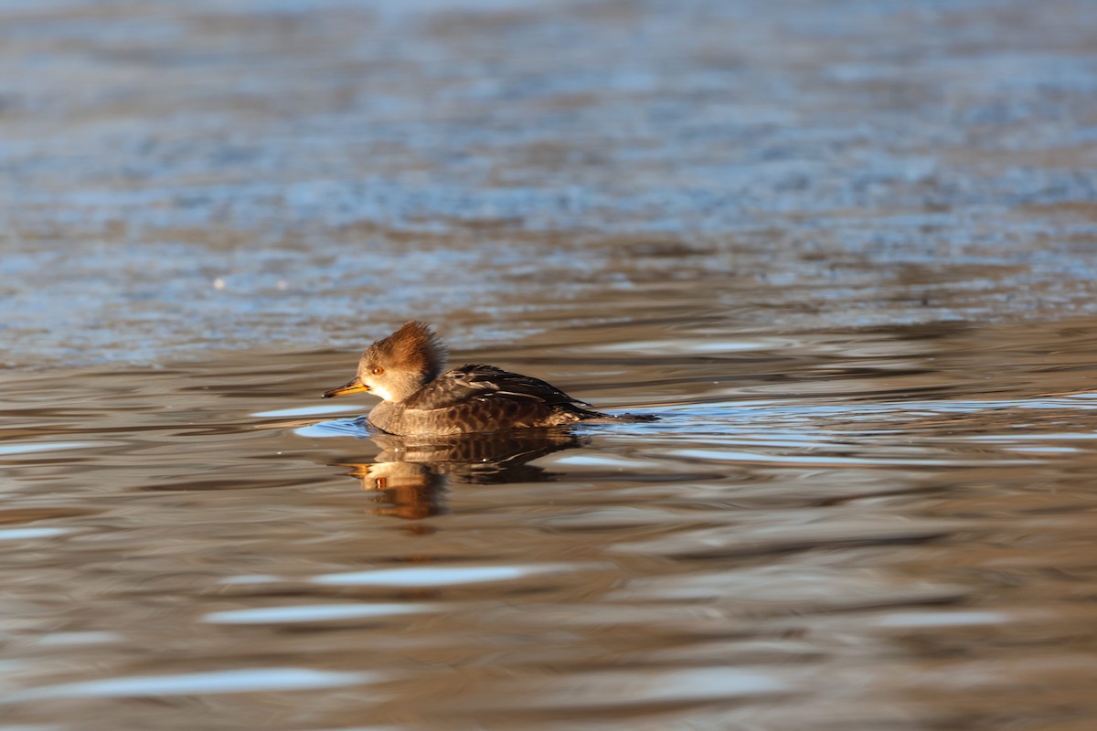 Zerra buruhandia - ML629222554