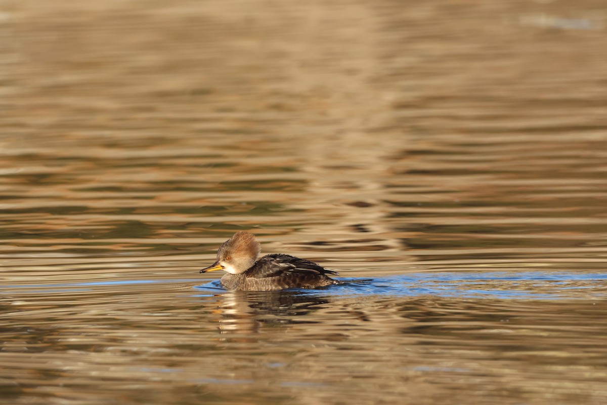 Zerra buruhandia - ML629222555