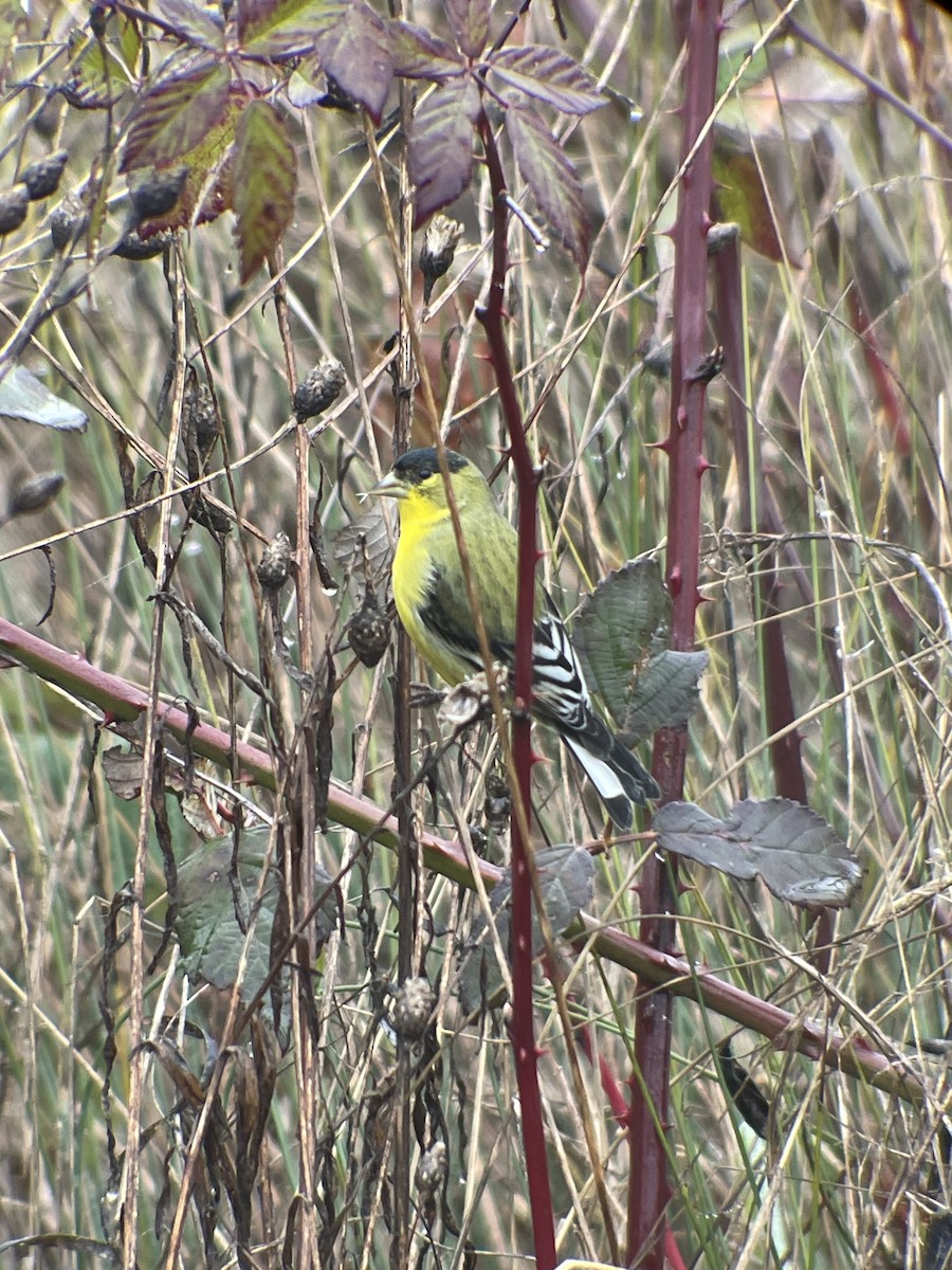 Lesser Goldfinch - ML629222589