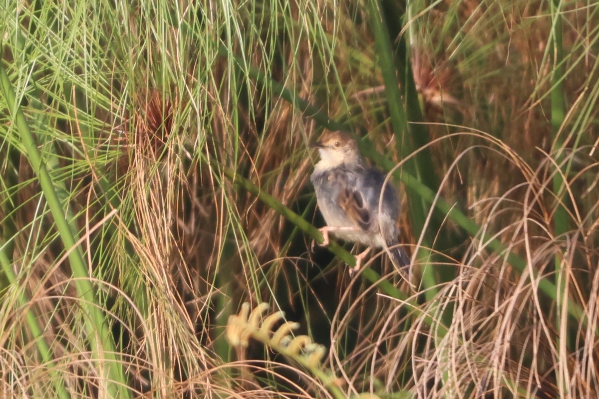 Carruthers's Cisticola - ML629222613