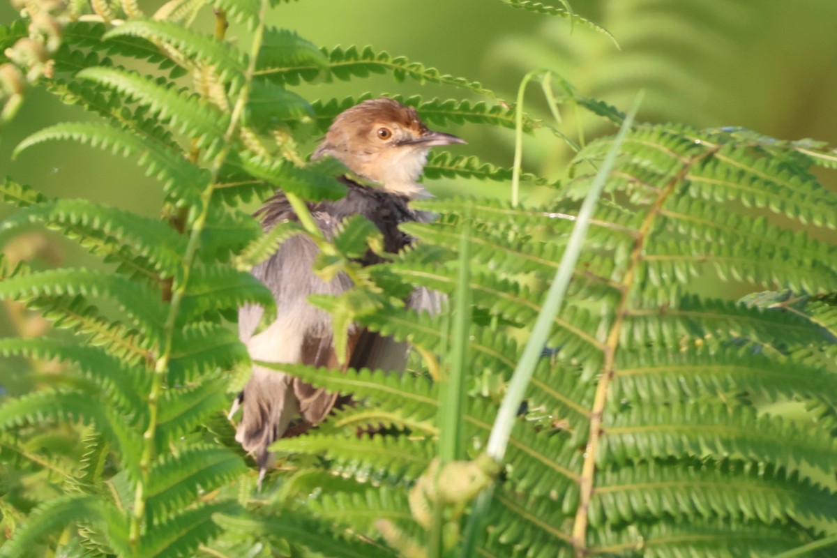 Carruthers's Cisticola - ML629222614
