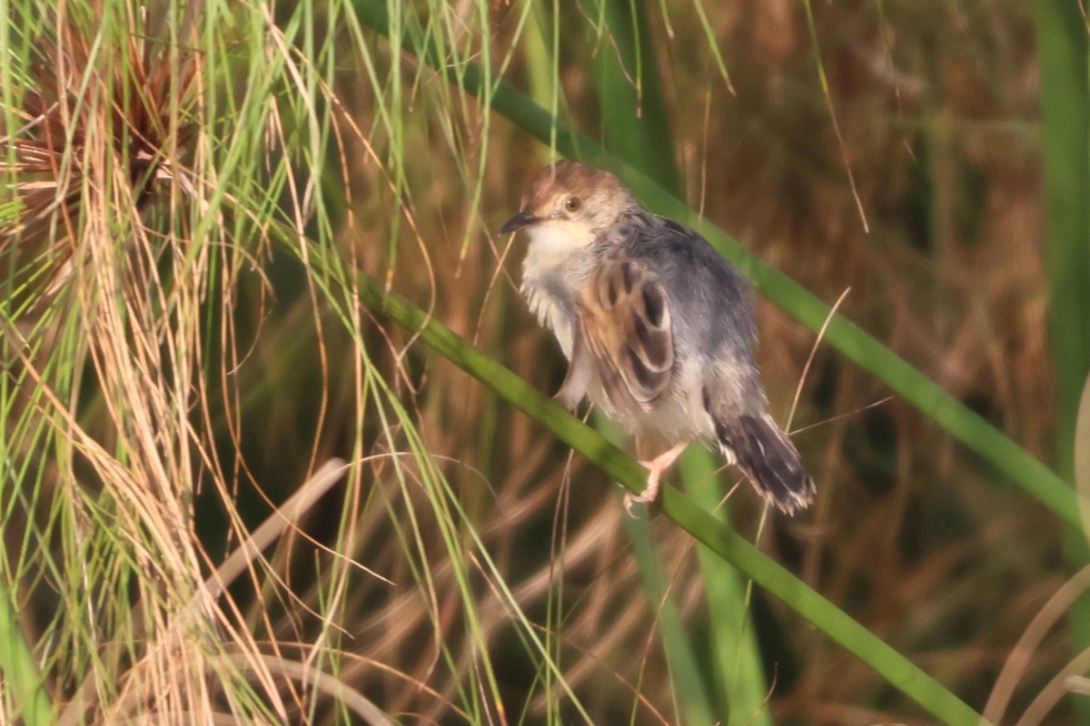 Carruthers's Cisticola - ML629222615