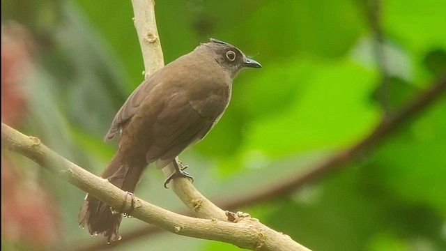 Yellow-wattled Bulbul - ML629222625